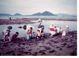 昔の写真-芝山海岸のあさり掘り 昔の写真-芝山海岸のあさり掘り