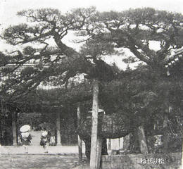 香北の観光と産業(S30年頃)-香西寺のねぜり松 香北の観光と産業(S30年頃)-香西寺のねぜり松