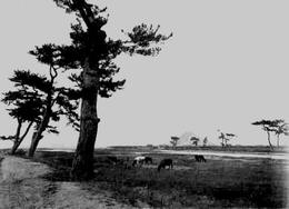 香西の昔(昭和初期)-本津川河口 香西の昔(昭和初期)-本津川河口