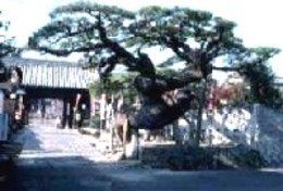 香西の昔(昭和初期)-香西寺 山門ねぜり松 2 香西の昔(昭和初期)-香西寺 山門ねぜり松 2