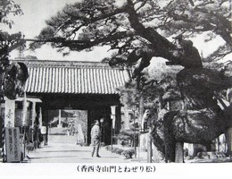 香西の昔(昭和初期)-香西寺 山門ねぜり松 1 香西の昔(昭和初期)-香西寺 山門ねぜり松 1