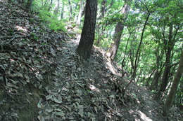 香西登山口からの合流地点までは山の中を歩きます 香西登山口からの合流地点までは山の中を歩きます