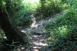 ここで香西登山口からの道と合流します ここで香西登山口からの道と合流します