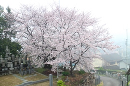 쉑