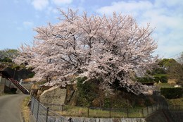 쉑