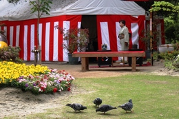 お茶席と鳩(ホームページ委員会取材班撮影) お茶席と鳩