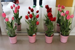 ホールに飾られたチューリップの鉢植え(ホームページ委員会撮影) ホールに飾られたチューリップの鉢植え