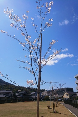 \CVm