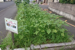 Aエリアのひまわり(衛生組合協議会撮影) Aエリアのひまわり