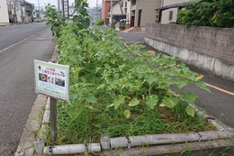 Aエリアの草刈り後(衛生組合協議会撮影) Aエリアの草刈り後