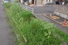 Bエリアのひまわり(衛生組合協議会撮影) Bエリアのひまわり