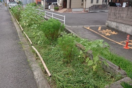 Bエリアの草刈り後(衛生組合協議会撮影) Bエリアの草刈り後