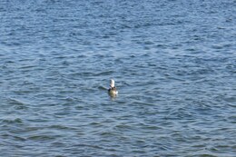 新たな浮遊ゴミ?(衛生組合協議会撮影) 新たな浮遊ゴミ?
