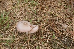 同じく地面に生えてきたキノコ(衛生組合協議会撮影) 同じく地面に生えてきたキノコ