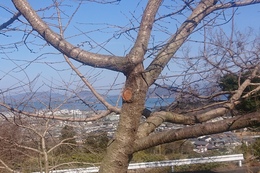 荘川桜の剪定(衛生組合協議会撮影) 荘川桜の剪定