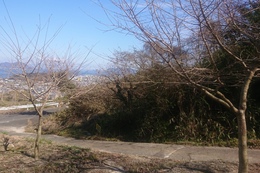 荘川桜の剪定(衛生組合協議会撮影) 荘川桜の剪定