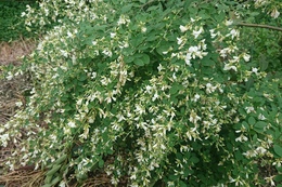 萩の花が咲いています(衛生組合協議会撮影) 萩の花が咲いています