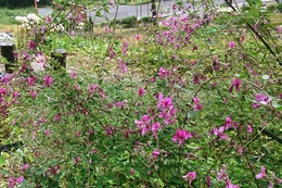 萩の花が咲いています(衛生組合協議会撮影) 萩の花が咲いています