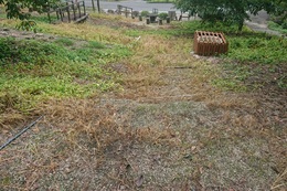 1週間後、遊歩道の雑草は枯れてきました(衛生組合協議会撮影) 1週間後、遊歩道の雑草は枯れてきました