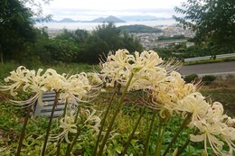 彼岸花が咲き始めています(衛生組合協議会撮影) 彼岸花が咲き始めています