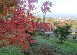 紅葉の奥にはまだまだのイロハモミジも(衛生組合協議会撮影) 紅葉の奥にはまだまだのイロハモミジも