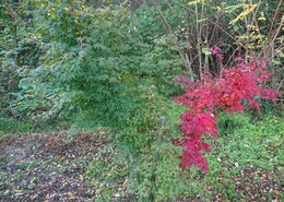中には1本の枝だけ紅葉している木も(衛生組合協議会撮影) 中には1本の枝だけ紅葉している木も