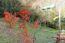 早くに紅葉した木はもう落葉しています(衛生組合協議会撮影) 早くに紅葉した木はもう落葉しています