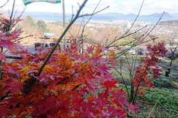 ようやく全てのモミジが紅葉しました(衛生組合協議会撮影) ようやく全てのモミジが紅葉しました