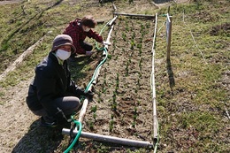 里山のチューリップも順調に成長しています(衛生組合協議会撮影) 里山のチューリップも順調に成長しています