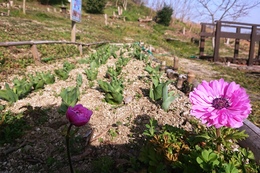 里山の花壇で去年植えたアネモネが咲いています(衛生組合協議会撮影) 里山の花壇で去年植えたアネモネが咲いています