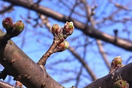 まもなく開花しそうな荘川桜の蕾(衛生組合協議会撮影) まもなく開花しそうな荘川桜の蕾
