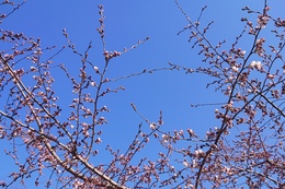 ̊JԐ錾ł