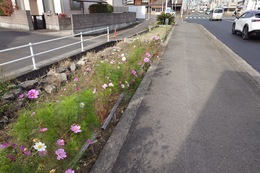 香西中央通り花壇歩道側の劣化した竹柵(衛生組合協議会撮影) 香西中央通り花壇歩道側の劣化した竹柵