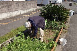 チューリップ球根の採取状況(環境衛生組合協議会撮影) チューリップ球根の採取状況