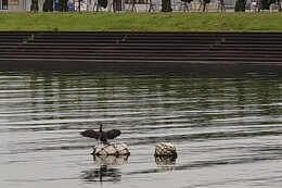 海鳥がありがとうと言ってくれてます(環境衛生組合協議会撮影) 海鳥がありがとうと言ってくれてます
