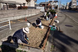 スタッフ大勢で一気に植えていきます(環境衛生組合協議会撮影) スタッフ大勢で一気に植えていきます