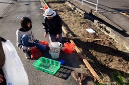 球根の皮むき(環境衛生組合協議会撮影) 球根の皮むき