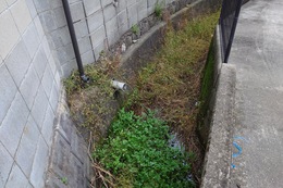 ここからは同じ撮影ポイントでのビフォーアフターです(平賀北東部環境衛生組合撮影) ここからは同じ撮影ポイントでのビフォーアフターです