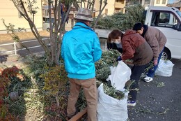 オリーブの剪定作業の様子(環境衛生組合協議会撮影) オリーブの剪定作業の様子