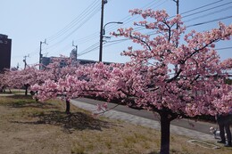 宇多津「桜の広場公園」の河津桜(ホームページ委員会撮影) 宇多津「桜の広場公園」の河津桜