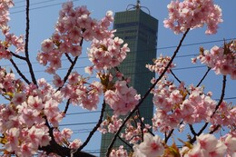 背景にゴールドタワー(ホームページ委員会撮影) 背景にゴールドタワー
