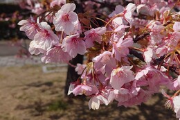 満開です(ホームページ委員会撮影) 満開です