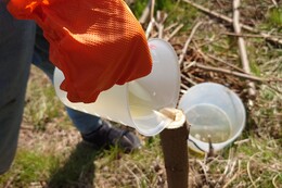 穴に除草剤の原液を流し込んでいます(環境衛生組合協議会撮影) 穴に除草剤の原液を流し込んでいます