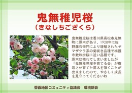 開花時期は四月下旬から、花は八重です(環境衛生組合協議会撮影) 開花時期は四月下旬から、花は八重です