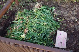 ���R�ɒu����Ă����ފ݉Ԃ̋���