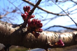 �������R�̑�����i�G�h�q�K���j���Ԃ��Ȃ��J�Ԃ������ł�