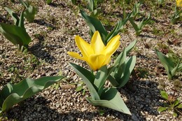 ���R�̃`���[���b�v