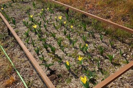 ���R�̃`���[���b�v